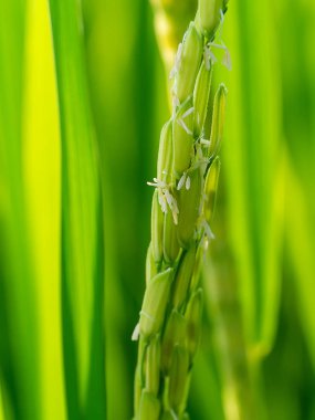 Pirinç çiçek yakın çekim.