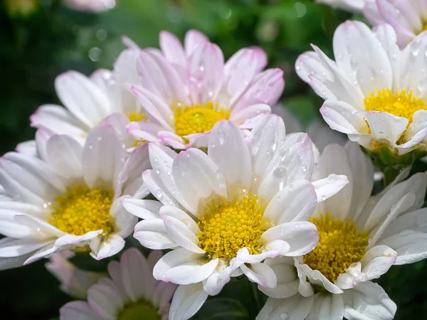 Fechar Pequena Flor Crisântemo — Fotografia de Stock