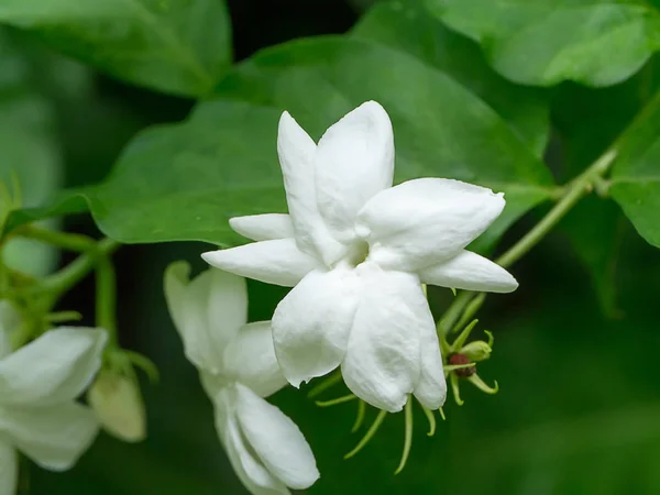 ジャスミンの花のクローズ アップ — ストック写真