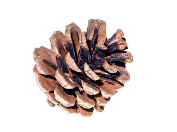 Pine Cones White Background — Stock Photo, Image