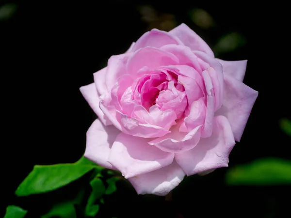 关闭粉红色的锦缎玫瑰花瓣在黑暗的背景玫瑰茶 罗莎蔷薇磨房 — 图库照片