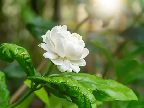 Close Van Jasmijn Bloem Met Zonlicht — Stockfoto