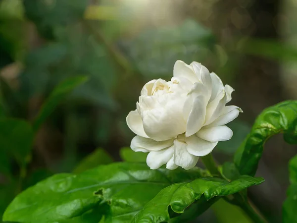 Крупним Планом Квітка Жасмину Боке Світлом — стокове фото