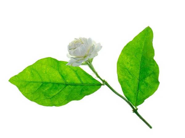 Zbliżenie Izolat Kwiat Jaśminu Białym Tle — Zdjęcie stockowe
