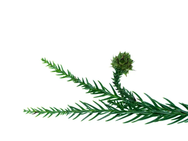 Japonský Cedar Bílém Pozadí Cryptomeria Japonica — Stock fotografie