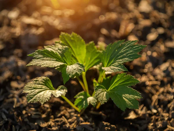 太陽の光で地面に成長する植物白よもぎ ヨモギ湖北 — ストック写真