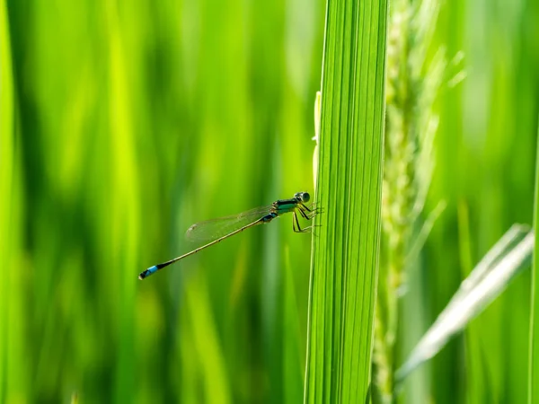 Gros Plan Libellule Damselfly Sur Feuille Verte — Photo