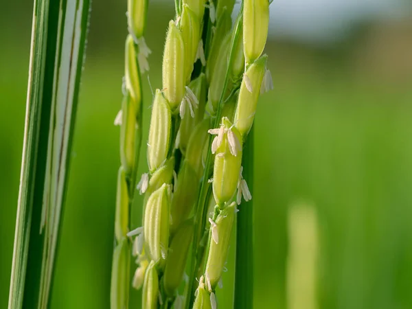 Primer Plano Flor Arroz — Foto de Stock