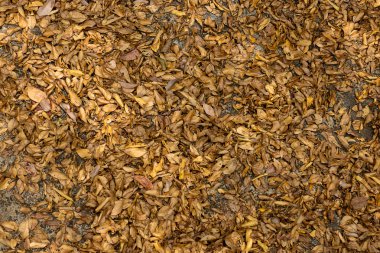 Yerdeki kurutulmuş yaprakları