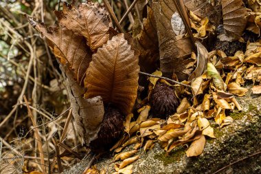 Meşe yapraklı fern (Drynaria quercifolia) bitkisinin kurutulmuş yaprakları.
