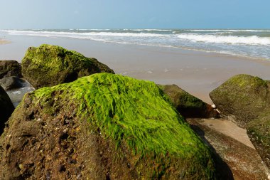 Beach buzlu yeşil algler.