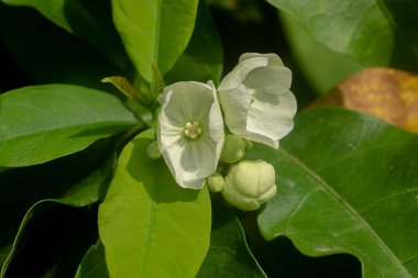 Vallaris solanacea çiçek yakın çekim.