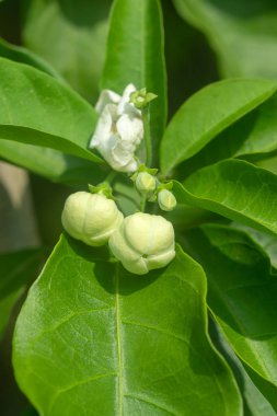 Vallaris solanacea çiçek çiçeklenme kapatın.