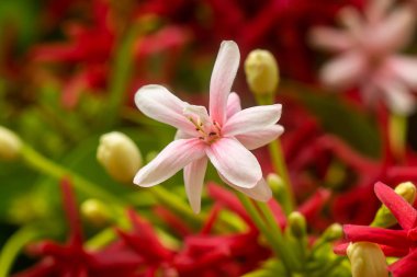 Rangoon sarmaşık çiçeği kapatın. (Quisqualis indica)