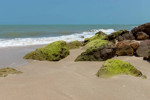 Beach buzlu yeşil algler.