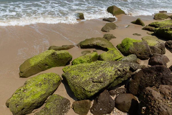 海滩岩石上的绿藻 — 图库照片