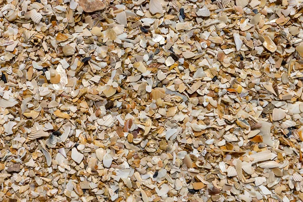 Kumsalda deniz kabukları