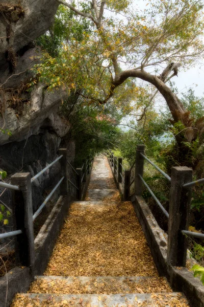 Wandelpad Jungle Met Droge Bladeren Grond — Stockfoto