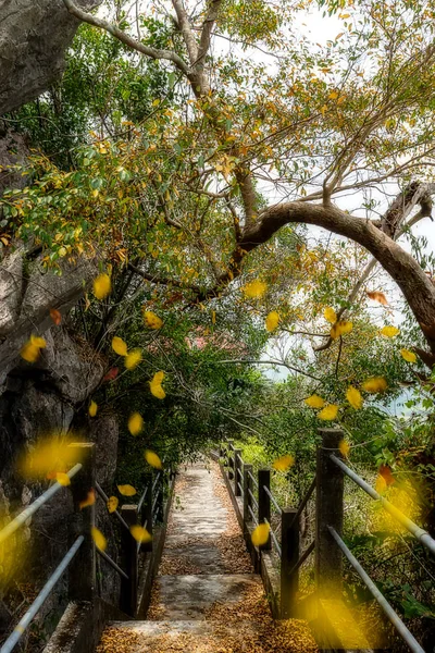 Walkway Jungle Dry Leaves Ground — Stock Photo, Image