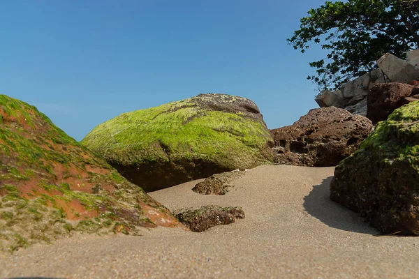 Algas Verdes Sobre Rocas Playa Con Cielo Azul —  Fotos de Stock