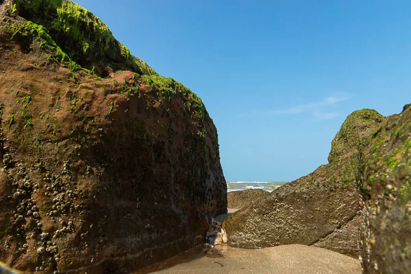 Algas Verdes Rochas Praia Com Céu Azul — Fotografia de Stock