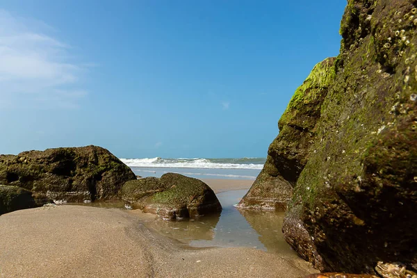 Algas Verdes Rochas Praia Com Céu Azul — Fotografia de Stock