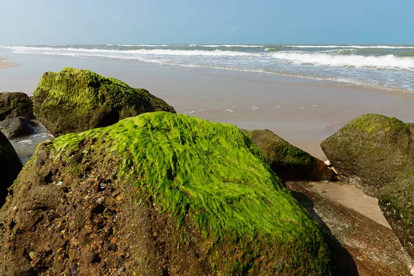 Zelené Řasy Kamenech Beach — Stock fotografie