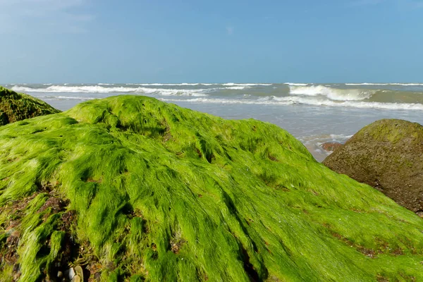 Algues Vertes Sur Les Rochers Plage — Photo