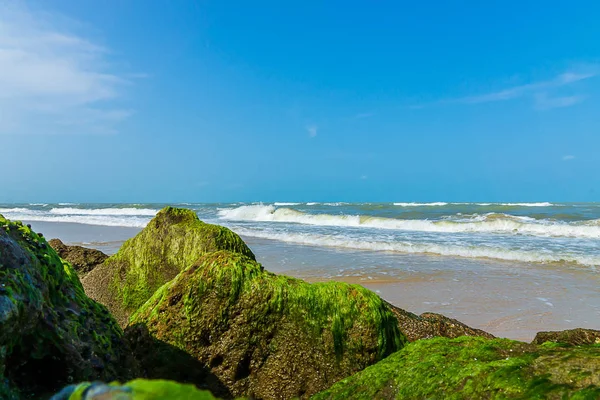 Zelené Řasy Skalách Pláži Modrou Oblohou — Stock fotografie
