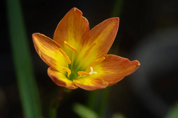 Bela Flor Lírio Chuva Zephyranthes Lily — Fotografia de Stock