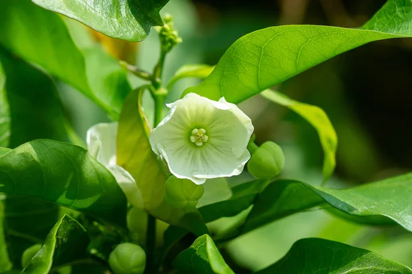 Close Vallaris Solanacea Flower — Stock Photo, Image