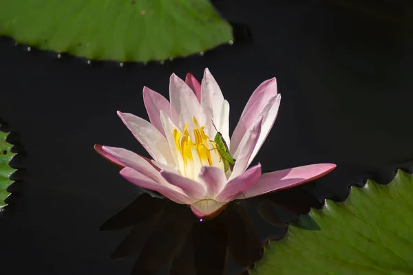 Close up of water lily flower in dark water.