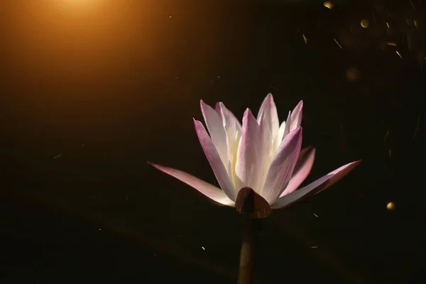 Close up of water lily flower in dark background with floating light.