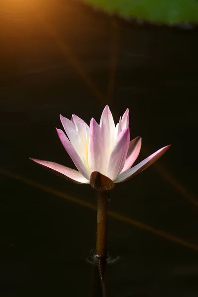 暗いバック グラウンドに水ユリの花のクローズ アップ — ストック写真