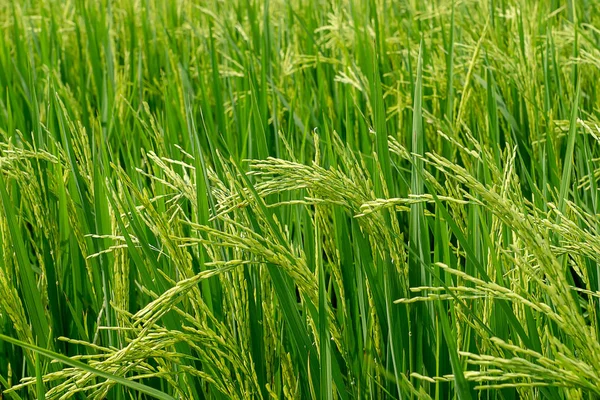 Flower Rice Green Leaf — Stock Photo, Image