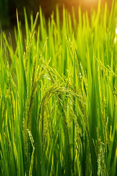 阳光下的水稻和绿叶花 — 图库照片