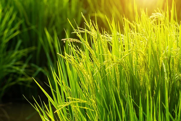 阳光下的水稻和绿叶花 — 图库照片