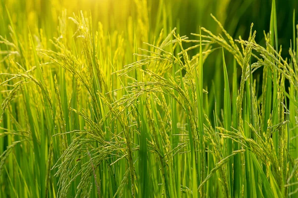 Bloem Van Rijst Groen Blad — Stockfoto