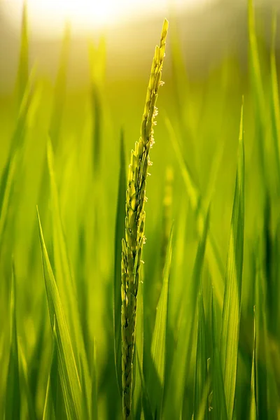 Blomma Ris Och Gröna Blad Med Solljus — Stockfoto