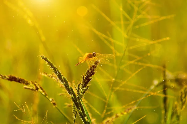 Libellule Sur Herbe Fleur Avec Lumière Soleil Lumière Flottante — Photo