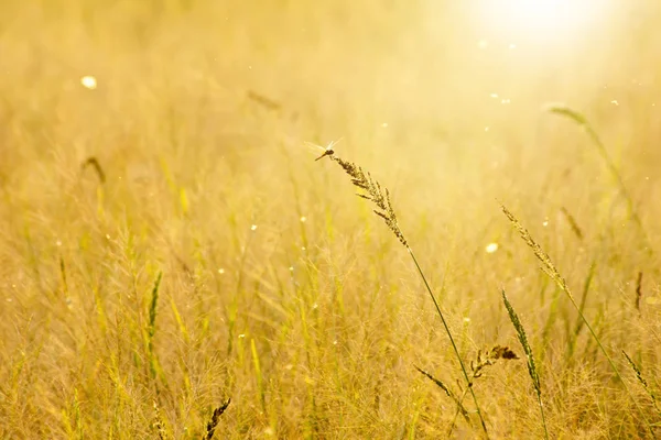 Yusufçuk üzerinde güneş ışığı ve kayan ışık ile çimen çiçek