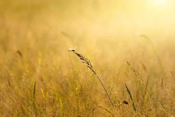 Yusufçuk üzerinde güneş ışığı ve kayan ışık ile çimen çiçek.