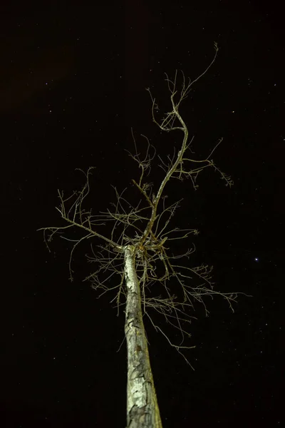 Árvore Morta Com Fundo Estrela — Fotografia de Stock