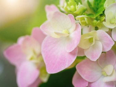 Hydrengea çiçek ışık ile yumuşak odak.