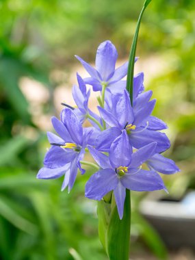 Menekşe çiçek kadar kapatın. (Monochoria elata Ridl.)