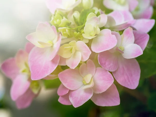 Fechar Hydrengea Flor Com Luz Suave — Fotografia de Stock