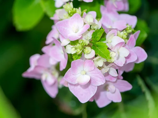 Fechar Hydrengea Flor — Fotografia de Stock