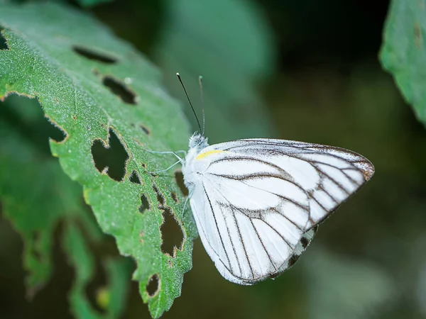 Cerrar Mariposa Blanca Hoja — Foto de Stock