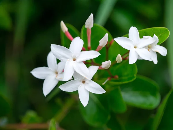 Close Carunda Christ Thorn Carissa Carandas Flower — стоковое фото