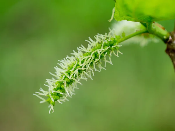 Kwiat Zielony Morwy Zielonym Tłem — Zdjęcie stockowe